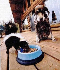 skunk eating dog food