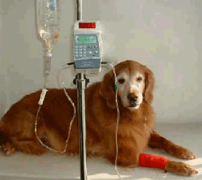 Dog with renal failure