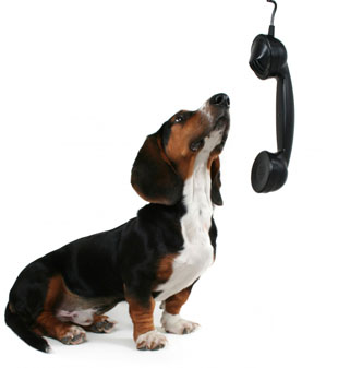 Dog calling