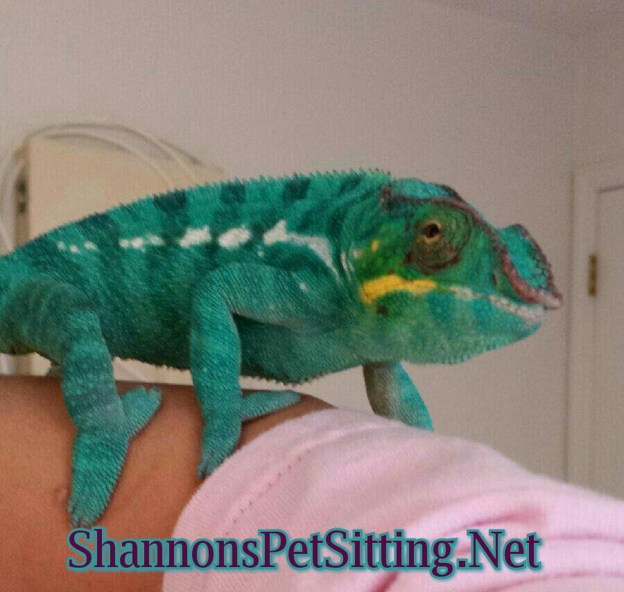 Shannon reptile