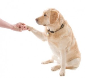 Dog shaking hand