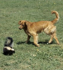 dog chasing skunk