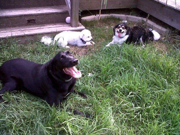 The three happy dogs