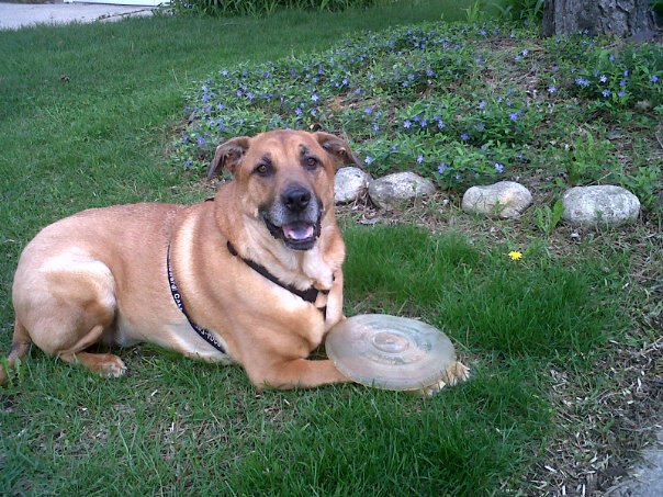 Dogs relaxing outside