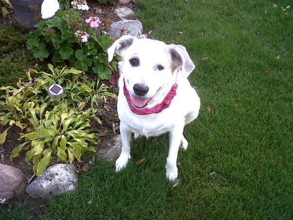 Cute white dog