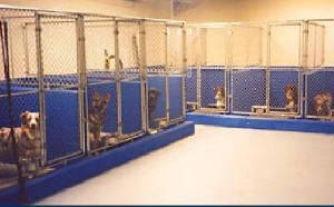 Dogs inside kennel