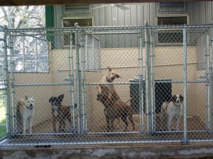 Dogs inside kennel